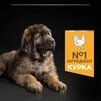 Purina Pro Plan Puppy Large Robust Healthy Start Сухий корм з куркою для цуценят і юніорів великих і гігантських порід - 6