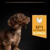 Purina Pro Plan Puppy Small &amp; Mini Healthy Start Сухий корм з куркою для цуценят малих і мініатюрних порід - 6