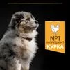 Purina Pro Plan Puppy Medium Healthy Start Сухий корм з куркою для цуценят середніх порід - 8