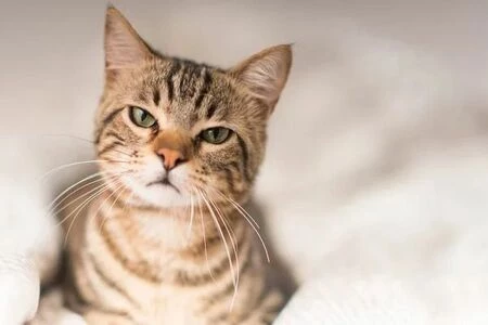 Разделы: Для котів