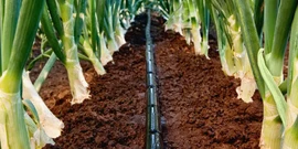 Крапельна стрічка Щілинна 7міл 10см 500м 1,4л/год Grain Drip Корея