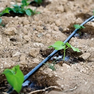 Крапельна стрічка емітер 6mil 20см 3000м 1,38 л/г Grain Drip